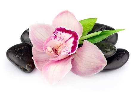 petal on stone - Pink orchid on the black stones on white Photographie de stock - Aubaine LD & Abonnement, Code: 400-06799013