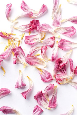 dried petals tulips lay on a white background Stock Photo - Budget Royalty-Free & Subscription, Code: 400-06790148