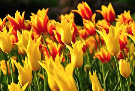 simsearch:400-06790189,k - Field of yellow and red tulips blooming at sunset Stock Photo - Budget Royalty-Free & Subscription, Code: 400-06790189