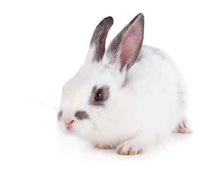 simsearch:400-06798041,k - Small rabbit on a white background Foto de stock - Super Valor sin royalties y Suscripción, Código: 400-06790560