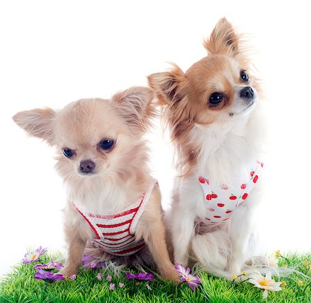 simsearch:400-06172990,k - portrait of a cute purebred  puppies chihuahua in front of white background Stockbilder - Microstock & Abonnement, Bildnummer: 400-06790594