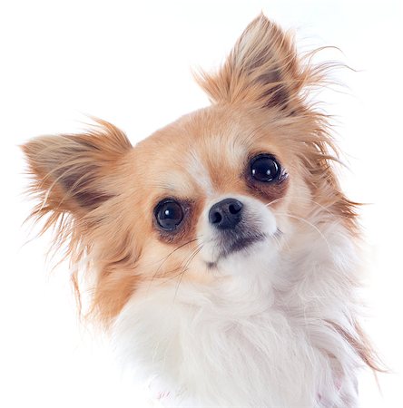 simsearch:400-07893849,k - portrait of a cute purebred  puppy chihuahua in front of white background Foto de stock - Super Valor sin royalties y Suscripción, Código: 400-06790595