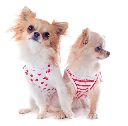 simsearch:400-05888300,k - portrait of a cute purebred  puppies chihuahua in front of white background Stockbilder - Microstock & Abonnement, Bildnummer: 400-06790592