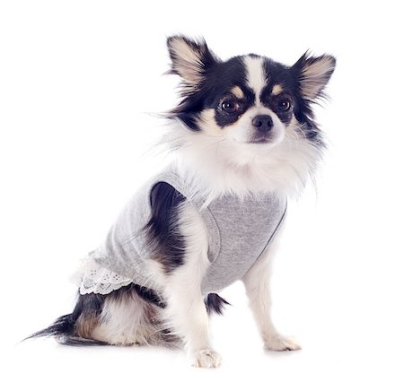 simsearch:400-06172990,k - portrait of a cute purebred  dressed chihuahua in front of white background Stockbilder - Microstock & Abonnement, Bildnummer: 400-06790676