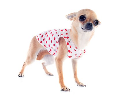 simsearch:400-06172990,k - portrait of a cute purebred  puppy chihuahua dressed in front of white background Stockbilder - Microstock & Abonnement, Bildnummer: 400-06790678