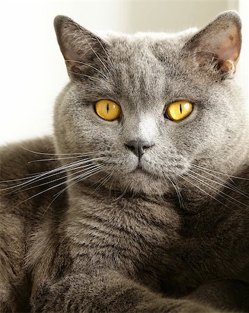 gray cat with orange eyes - "British Blue" Stock Photo - Budget Royalty-Free & Subscription, Code: 400-06790801