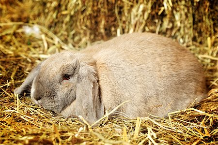 simsearch:400-06797181,k - gray lop-earred rabbit on hayloft, close up Stock Photo - Budget Royalty-Free & Subscription, Code: 400-06790888