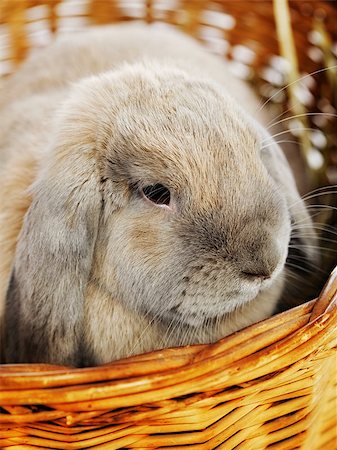 simsearch:400-06797181,k - gray lop-earred rabbit in wicker basket, close up Stock Photo - Budget Royalty-Free & Subscription, Code: 400-06790916