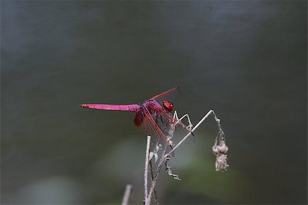 simsearch:400-08404620,k - beautiful male Crimson Marsh Glider dragonfly (Trithemis aurora) in Thai forest Stock Photo - Budget Royalty-Free & Subscription, Code: 400-06791033