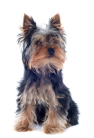 simsearch:400-04615455,k - portrait of a puppy yorkshire terrier in front of white background Foto de stock - Royalty-Free Super Valor e Assinatura, Número: 400-06791069
