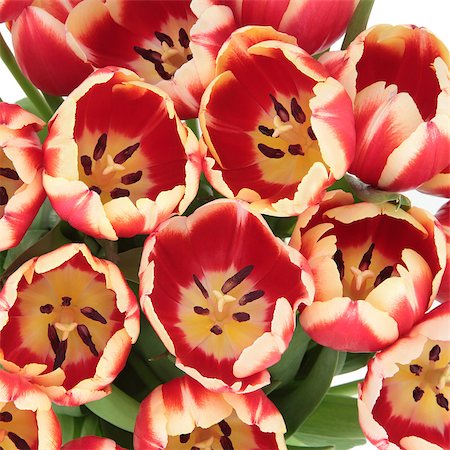 simsearch:400-06356460,k - Red and yellow tulip flowers forming a background. Foto de stock - Super Valor sin royalties y Suscripción, Código: 400-06791145