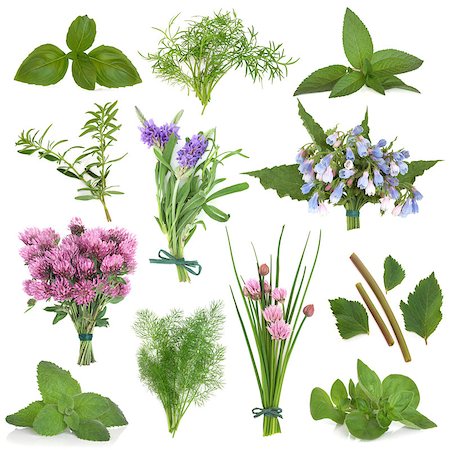 Large herb leaf and flower selection used for culinary and medicinal purposes over white background. Photographie de stock - Aubaine LD & Abonnement, Code: 400-06791576