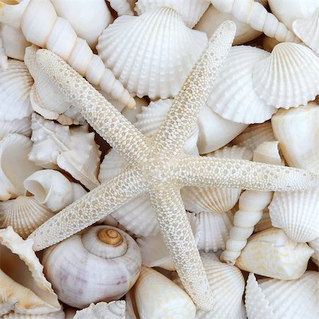 Starfish with white shell collection forming a background. Stock Photo - Budget Royalty-Free & Subscription, Code: 400-06791585