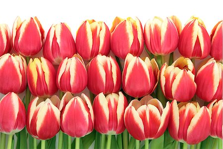 simsearch:400-06356460,k - Red and yellow tulip flower arrangement over white background. Foto de stock - Super Valor sin royalties y Suscripción, Código: 400-06791591