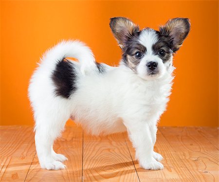 simsearch:400-07513010,k - Papillon Puppy standing on a orange background Stock Photo - Budget Royalty-Free & Subscription, Code: 400-06791607
