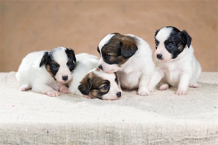 simsearch:400-07513010,k - Four little Papillon puppy on a beige background Stock Photo - Budget Royalty-Free & Subscription, Code: 400-06791610