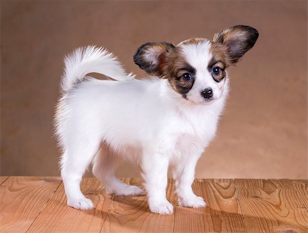 simsearch:400-07513010,k - portrait of a cute little puppy Papillon Stock Photo - Budget Royalty-Free & Subscription, Code: 400-06791613