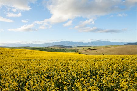 A field off yellow canola flowers overlooking a valley with mountain range in background Foto de stock - Super Valor sin royalties y Suscripción, Código: 400-06791926