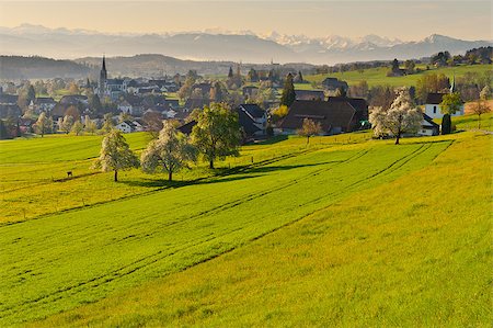 Small Swiss Town Surrounded by Meadows on the Background of Snow-capped Alps, Sunrise Photographie de stock - Aubaine LD & Abonnement, Code: 400-06792057