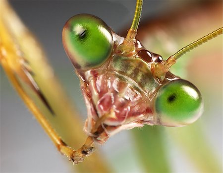 praying mantis staring back with leg in mouth. In the act of grooming Stock Photo - Budget Royalty-Free & Subscription, Code: 400-06792255