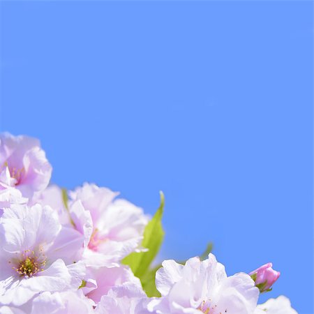simsearch:400-04778886,k - Spring Blossoming Sakura Flowers on the Blue Sky Background. Space for Text Fotografie stock - Microstock e Abbonamento, Codice: 400-06792840