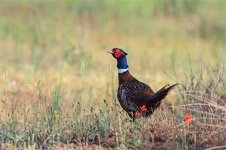 simsearch:400-06102752,k - pheasant male walking in the grass. Danube Delta, Romania Foto de stock - Super Valor sin royalties y Suscripción, Código: 400-06792993