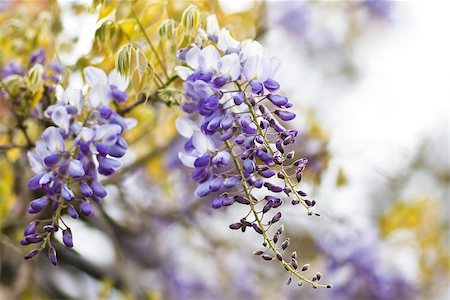 Chinese Wisteria or Wisteria sinensis flowering  in spring - horizontal image Photographie de stock - Aubaine LD & Abonnement, Code: 400-06793024