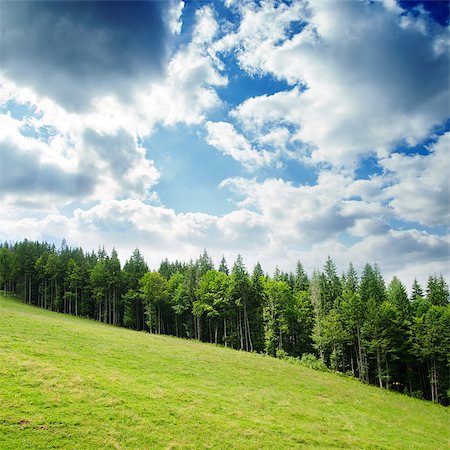 simsearch:400-04774134,k - Beautiful green mountain landscape with trees in Carpathians Stock Photo - Budget Royalty-Free & Subscription, Code: 400-06793029