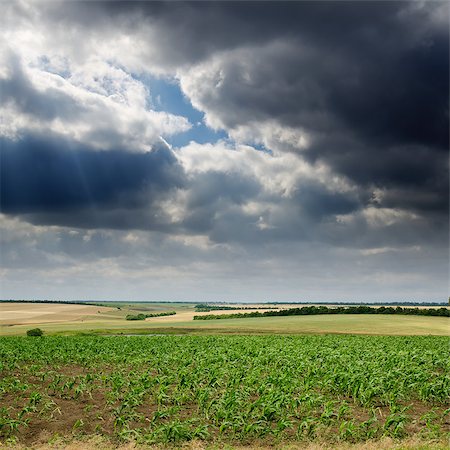 field with green maize under dramatic sky Stockbilder - Microstock & Abonnement, Bildnummer: 400-06793081