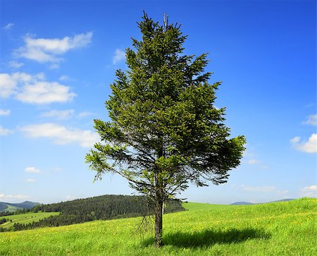 simsearch:400-08959533,k - Pine tree in the mountain Photographie de stock - Aubaine LD & Abonnement, Code: 400-06793377