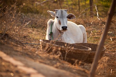 ferkel - Indian cow in farm land in a village Stock Photo - Budget Royalty-Free & Subscription, Code: 400-06793964