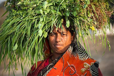 Indian happy villager woman carrying green grass home for their livestock Foto de stock - Super Valor sin royalties y Suscripción, Código: 400-06793963