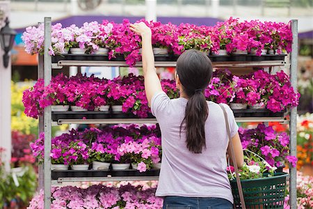 people shopping garden center model release property release - Woman taking a plant from the shelves Stock Photo - Budget Royalty-Free & Subscription, Code: 400-06802669