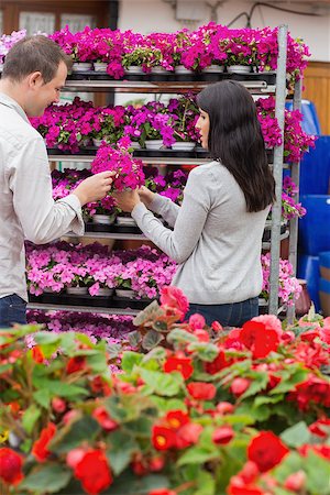 Couple picking purple flower from shelf in garden center Stock Photo - Budget Royalty-Free & Subscription, Code: 400-06802803