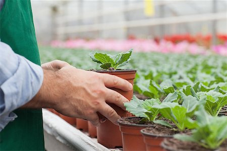 Greenhouse worker handling potted seedlings Photographie de stock - Aubaine LD & Abonnement, Code: 400-06803284