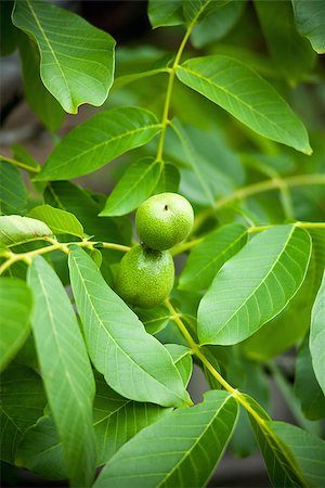 simsearch:400-07513164,k - Green walnuts growing on a tree Stockbilder - Microstock & Abonnement, Bildnummer: 400-06847634