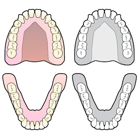 Illustration of the top and bottom teeth of a human mouth Stock Photo - Budget Royalty-Free & Subscription, Code: 400-06847777