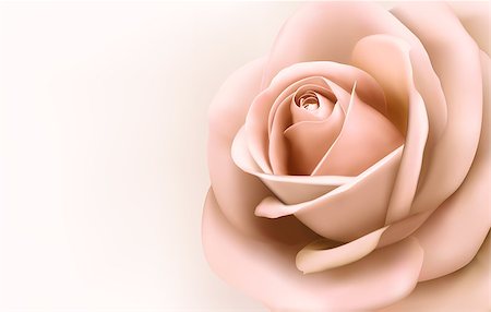 simsearch:400-07427493,k - Background with beautiful pink rose. Vector Foto de stock - Royalty-Free Super Valor e Assinatura, Número: 400-06847965