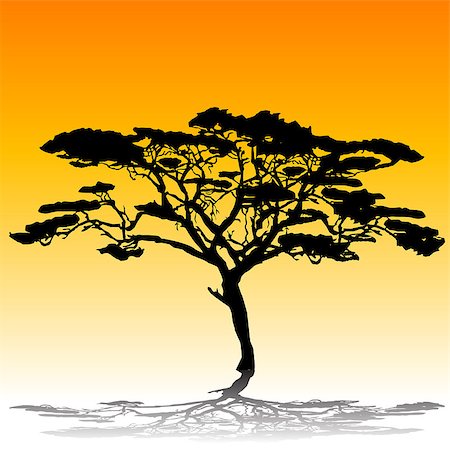 simsearch:400-04725012,k - Acacia tree silhouette Stock Photo - Budget Royalty-Free & Subscription, Code: 400-06848084