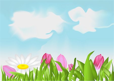 tulips and camomile on a background of the sky Stock Photo - Budget Royalty-Free & Subscription, Code: 400-06849811
