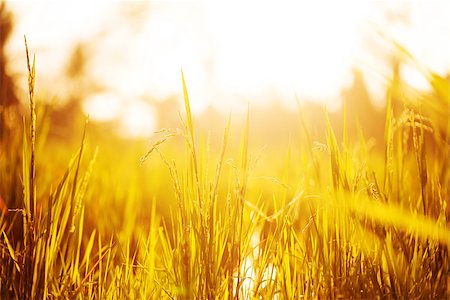 plant abstract focus - Yellow grass in light of sunset sun Stock Photo - Budget Royalty-Free & Subscription, Code: 400-06854124