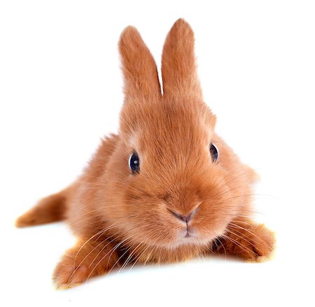 young rabbit fauve de Bourgogne in front of white background Stock Photo - Budget Royalty-Free & Subscription, Code: 400-06854158