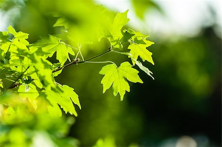 Acer leaves on blurred background Stock Photo - Budget Royalty-Free & Subscription, Code: 400-06854573