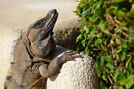 simsearch:400-07680375,k - The big lizard is basked in the sun with open eyes Stock Photo - Budget Royalty-Free & Subscription, Code: 400-06854597