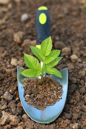 simsearch:400-04806477,k - A seedling is growing on a planting trowel in a garden Stock Photo - Budget Royalty-Free & Subscription, Code: 400-06854849