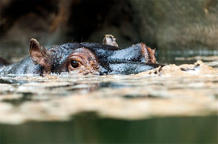 simsearch:400-07038920,k - Close-up of the head of a hippopotamus in a water Stock Photo - Budget Royalty-Free & Subscription, Code: 400-06854867