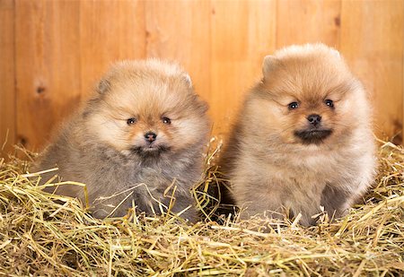 simsearch:400-08404998,k - Two pomeranian puppy on a straw on a background of wooden boards Stock Photo - Budget Royalty-Free & Subscription, Code: 400-06854897