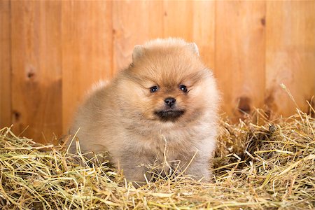 simsearch:400-08404998,k - Pomeranian puppy on a straw on a background of wooden boards Stock Photo - Budget Royalty-Free & Subscription, Code: 400-06854898
