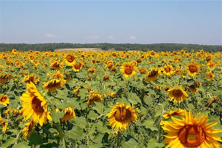 sunflower scenery in france - Sunflowers field under the hills Stock Photo - Budget Royalty-Free & Subscription, Code: 400-06855405