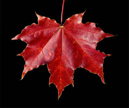 Fallen in the autumn from a tree a red maple leaf Photographie de stock - Aubaine LD & Abonnement, Code: 400-06855514